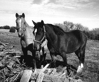 Horses, ranch in McGregor, Texas