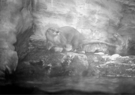 River otter in Shedd Aquarium, Chicago.