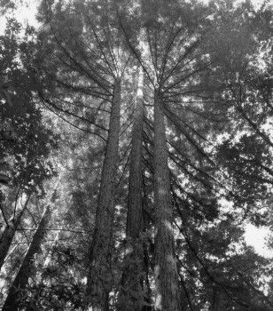 Second growth redwood trees, Henry Cowell Redwoods State Park, California